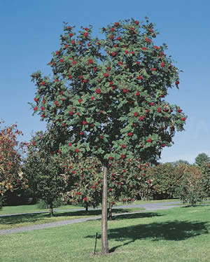 Les Sorbier des oiseaux ou le Sorbus